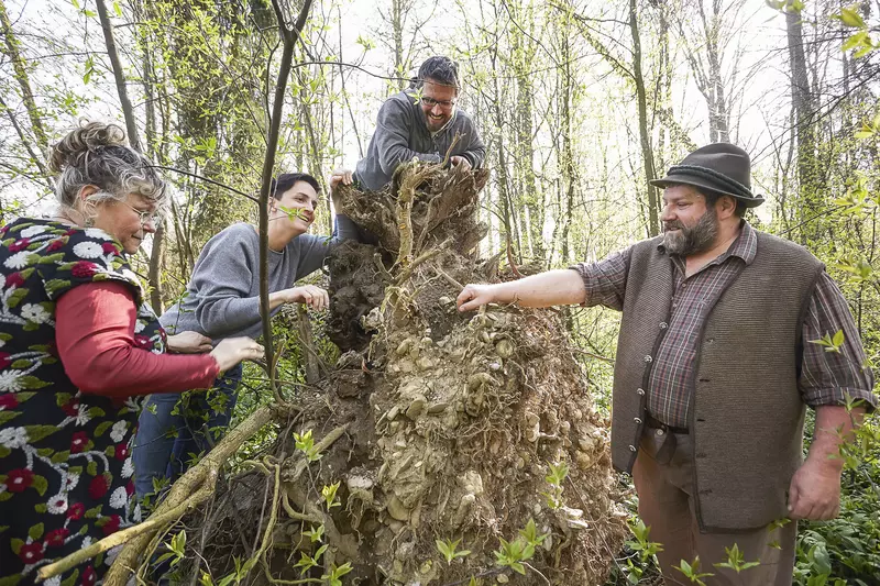 Guide erklärt Teilnehmenden Stamm und Wurzeln eines abgestorbenen Baumes