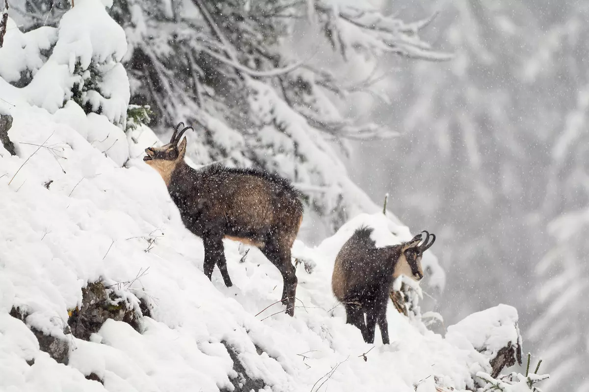 Zwei Gämse im Schnee