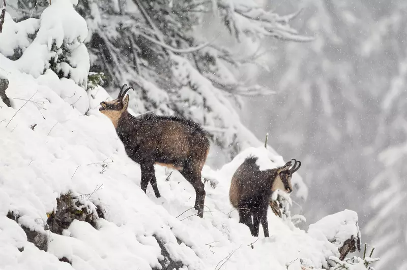 Zwei Gämse im Schnee