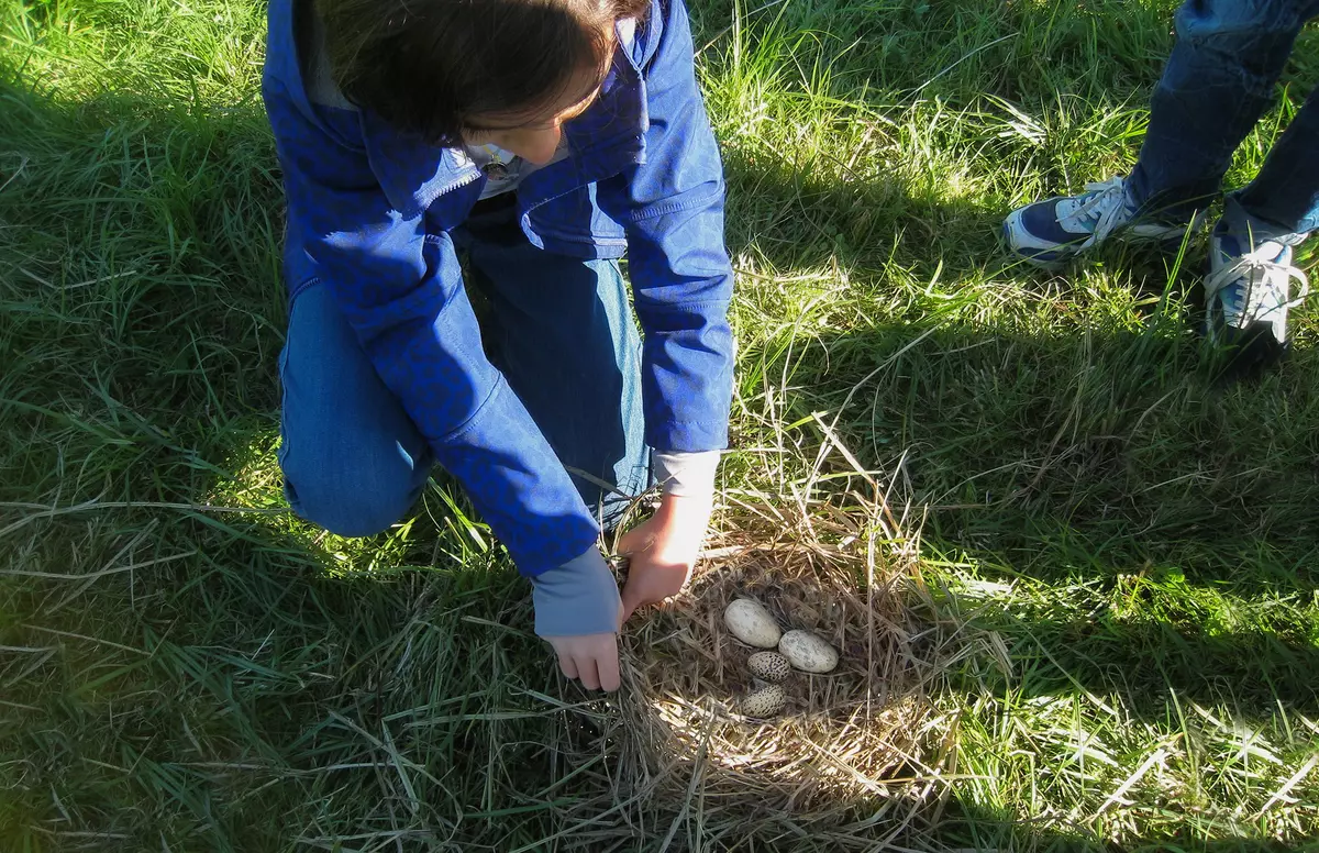 Mädchen neben Nest mit 4 Eiern in Wiese