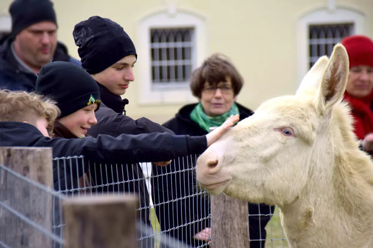 Gruppe streichelt weißen Esel