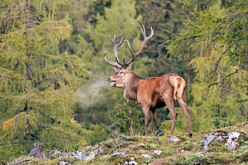 Hirsch im Wald