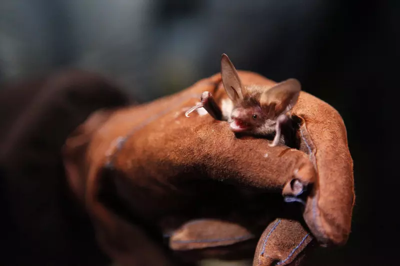 Fledermaus in Handschuh im Closeup