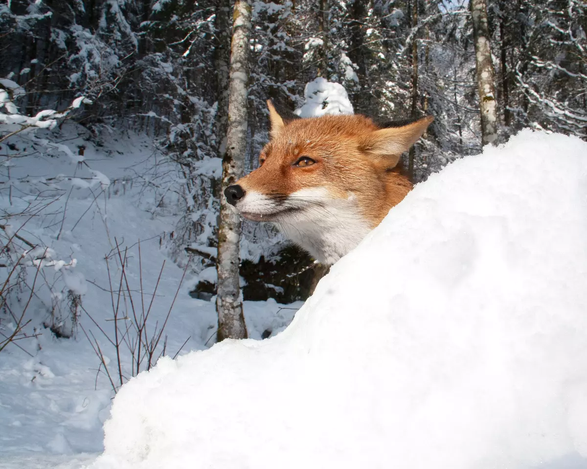 Fuchs schaut vor Schneehügel hervor 