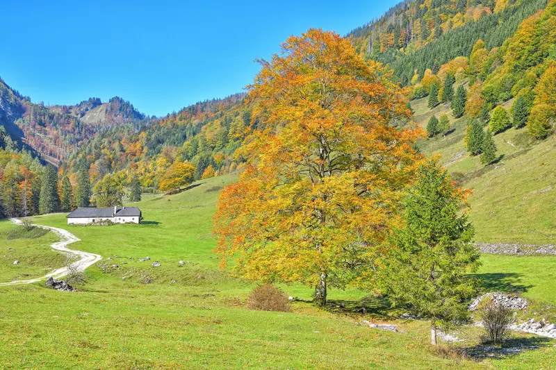 Großer Baum in Wiese, Herbstliche Blätter