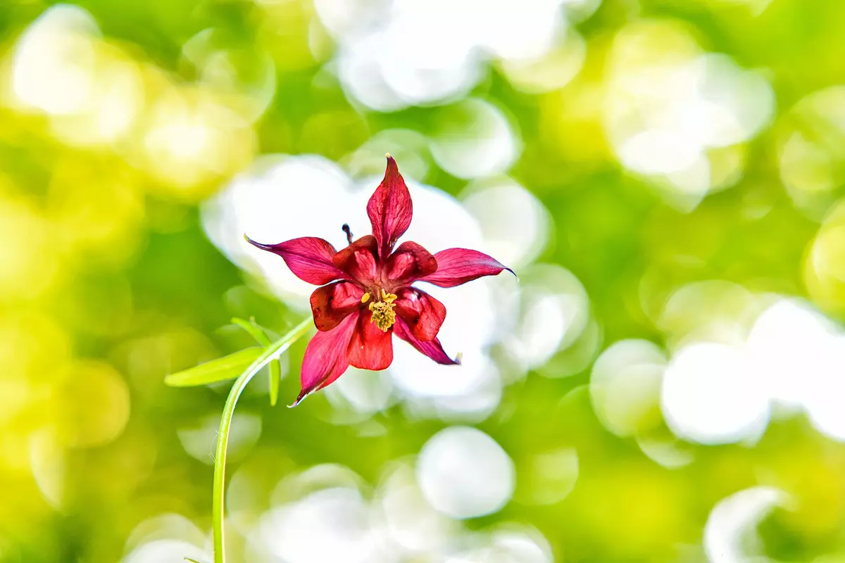 Orchidee mit roter Blüte