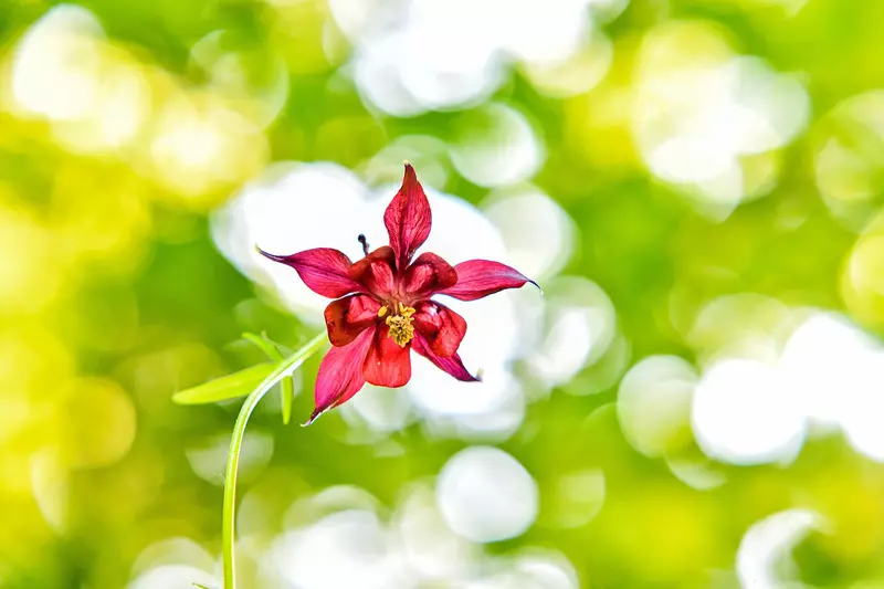 Orchidee mit roter Blüte