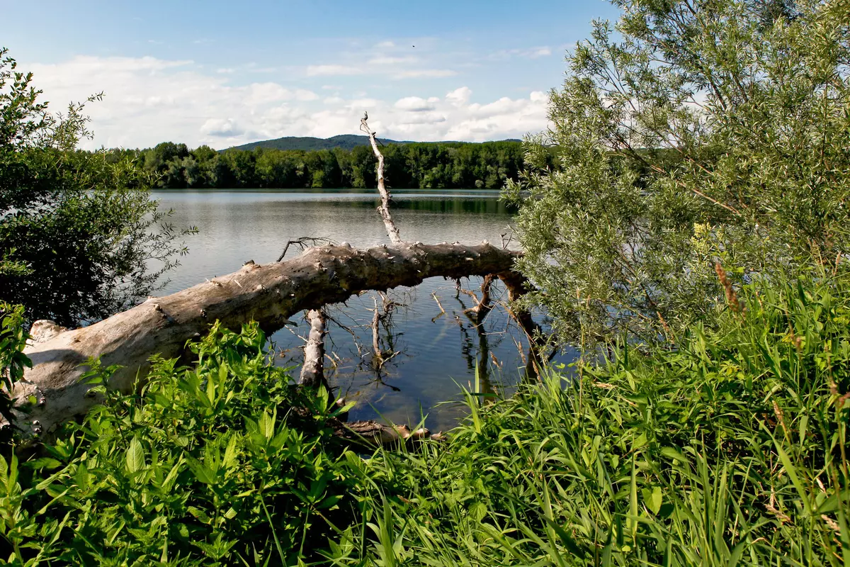 Blick über See ausgehend von Ufer mit abgestorbenem Baum