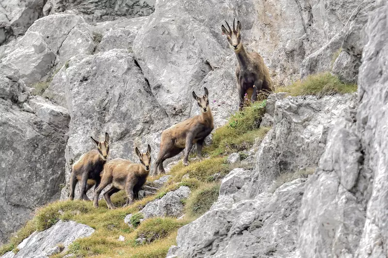 4 Gämse im Gebirge