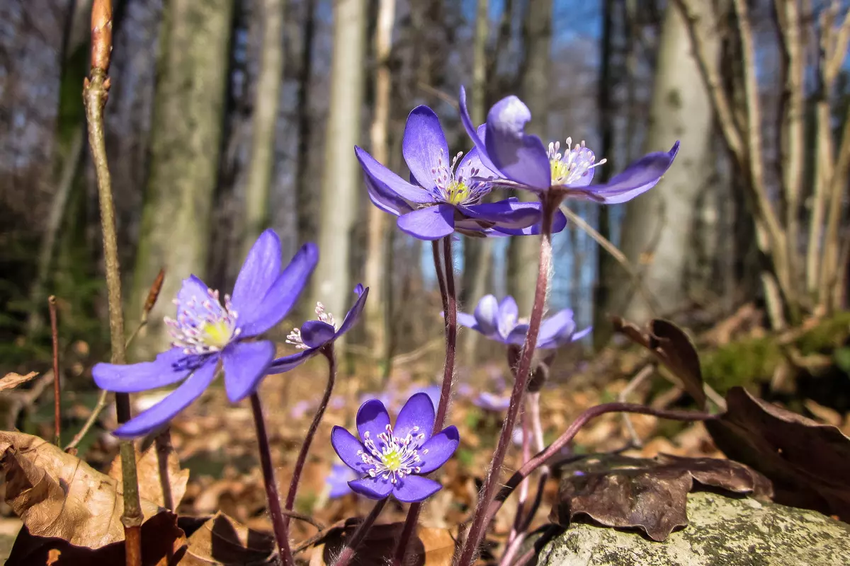 Leberblümchen im Closeup