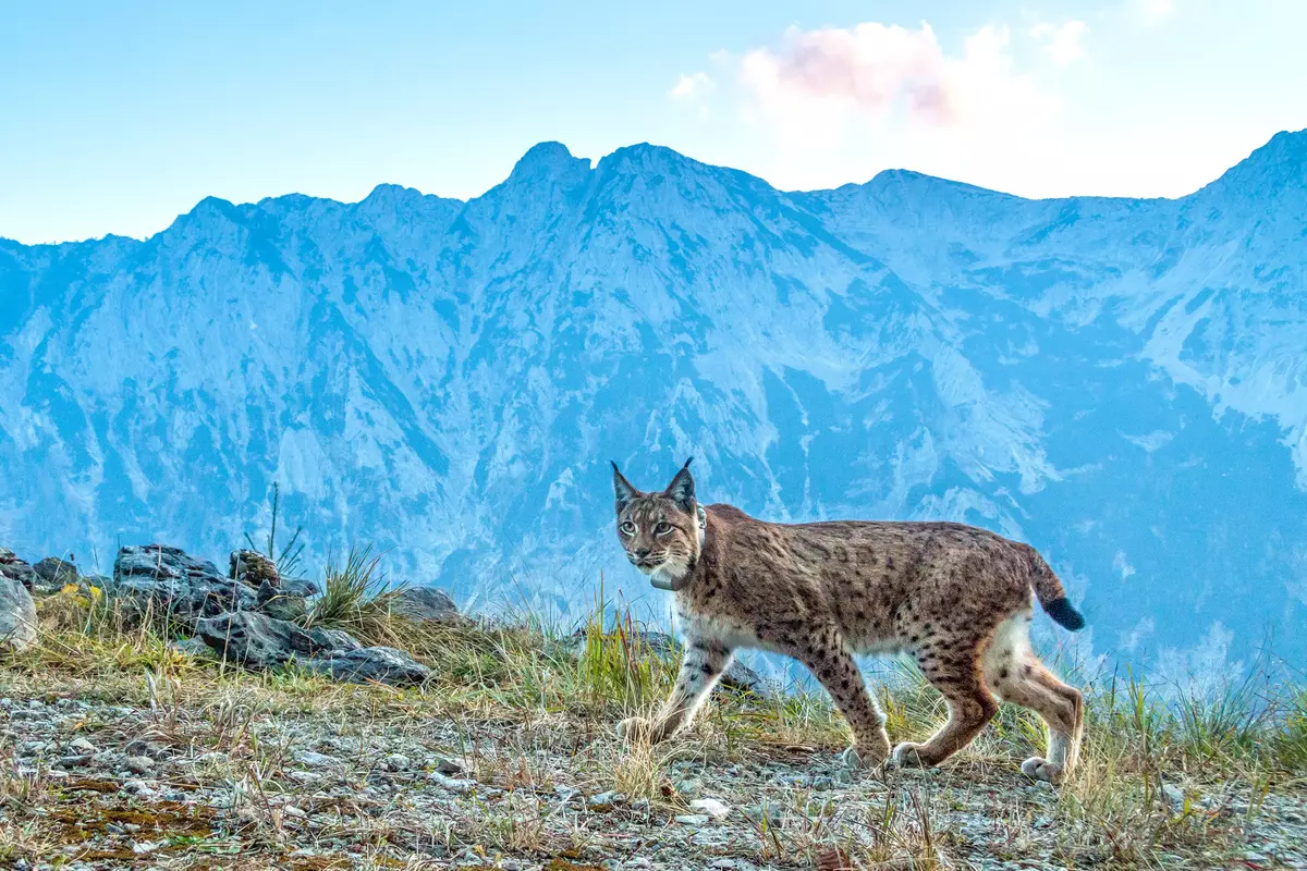Luchs vor einer Gebirgskulisse