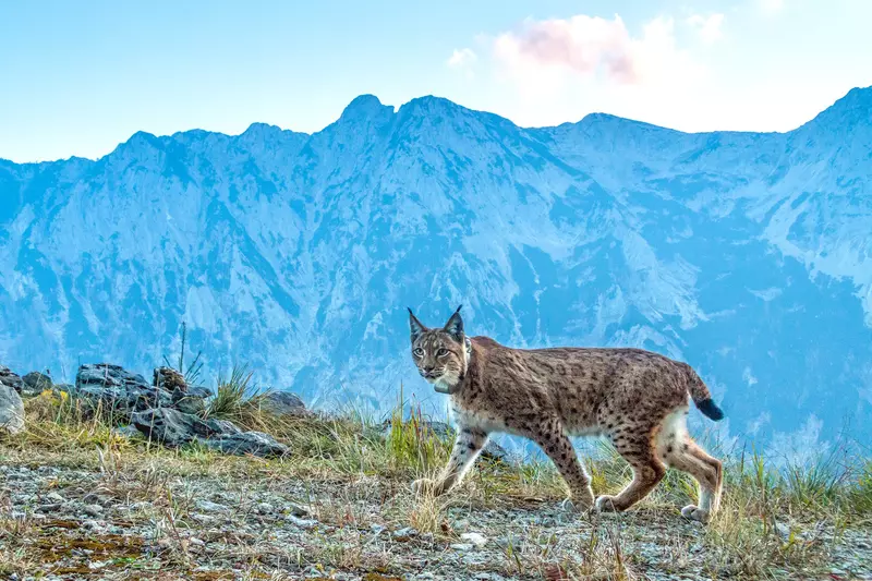 Luchs vor einer Gebirgskulisse