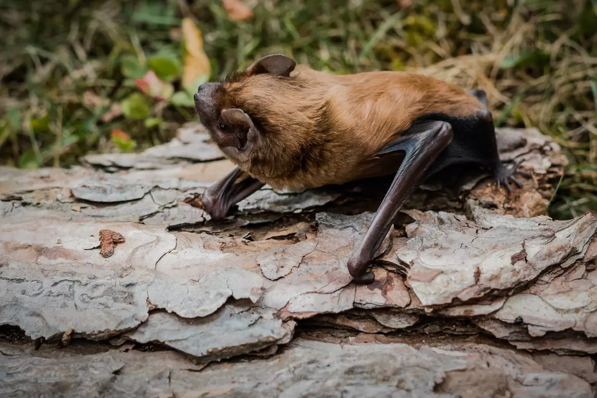 Fledermaus auf einer Baumrinde in der Wiese