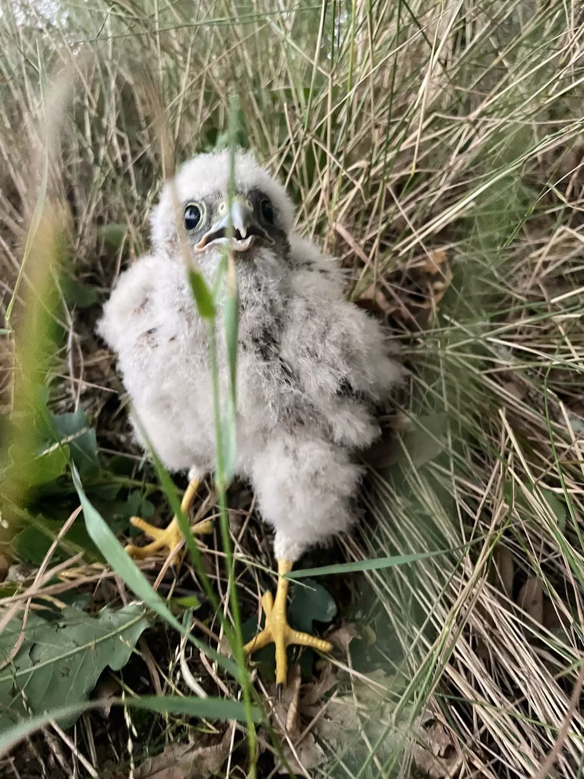 Nahaufnahme eines jungen Wildvogels