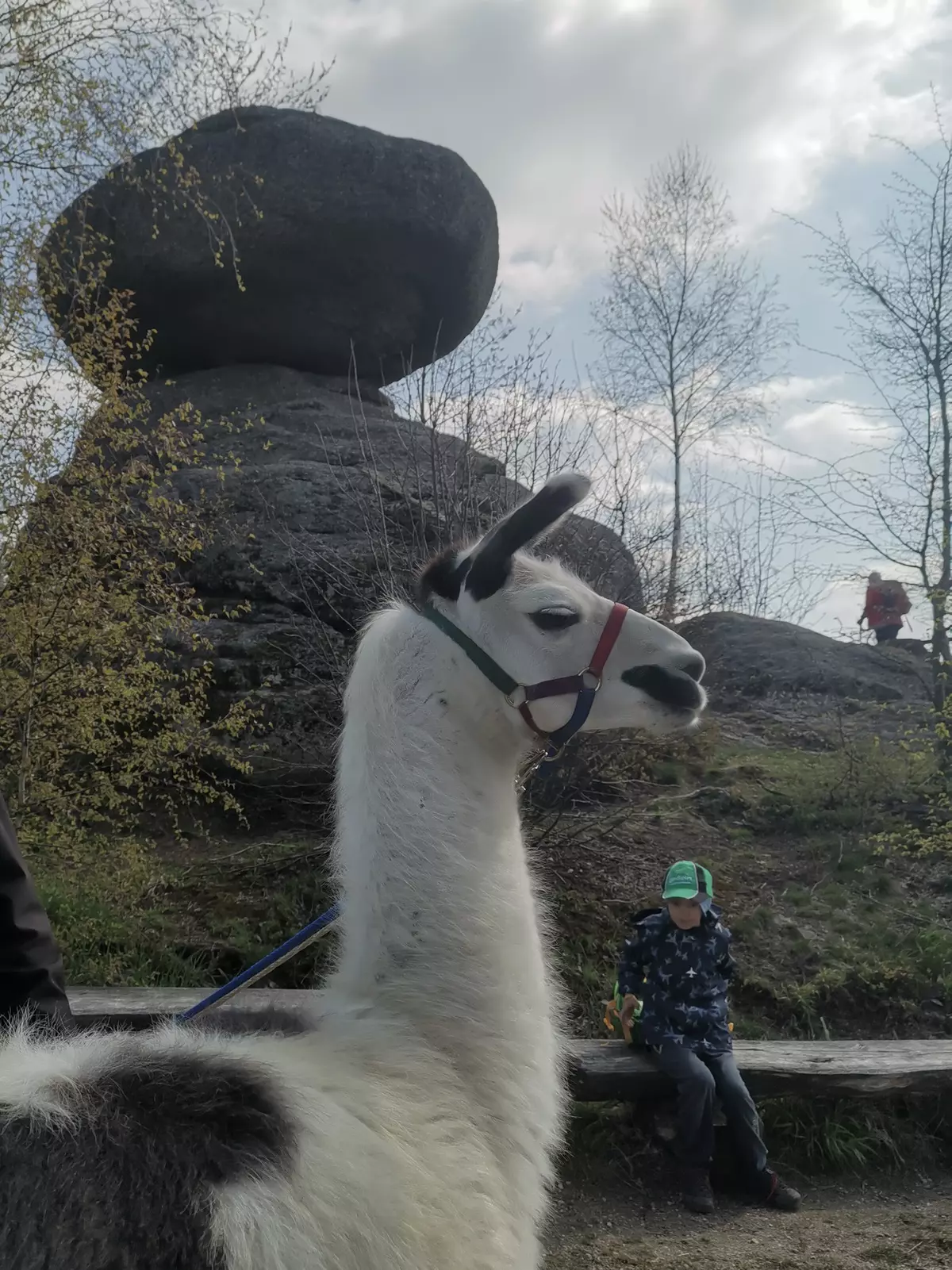 Lama vor Wackelstein 