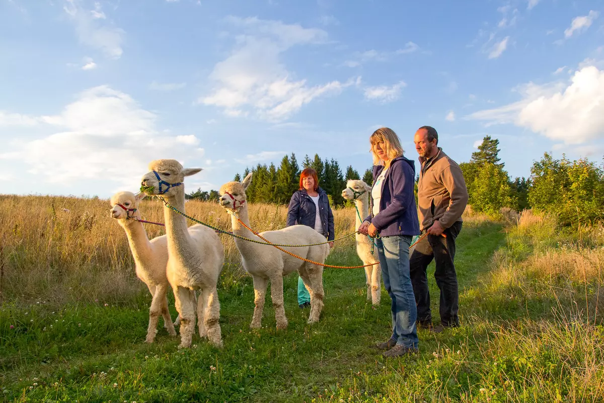 Drei Personen mit vier Alpakas an der Leine auf einem Wanderweg