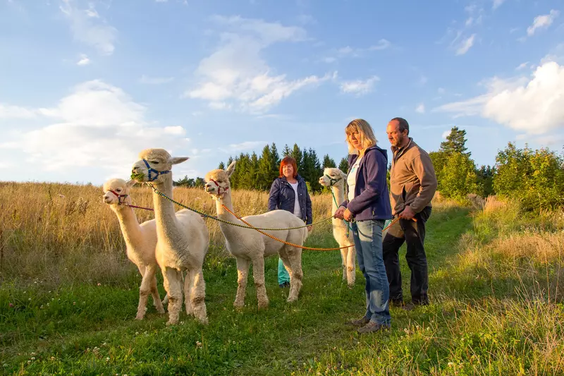 Drei Personen mit vier Alpakas an der Leine auf einem Wanderweg