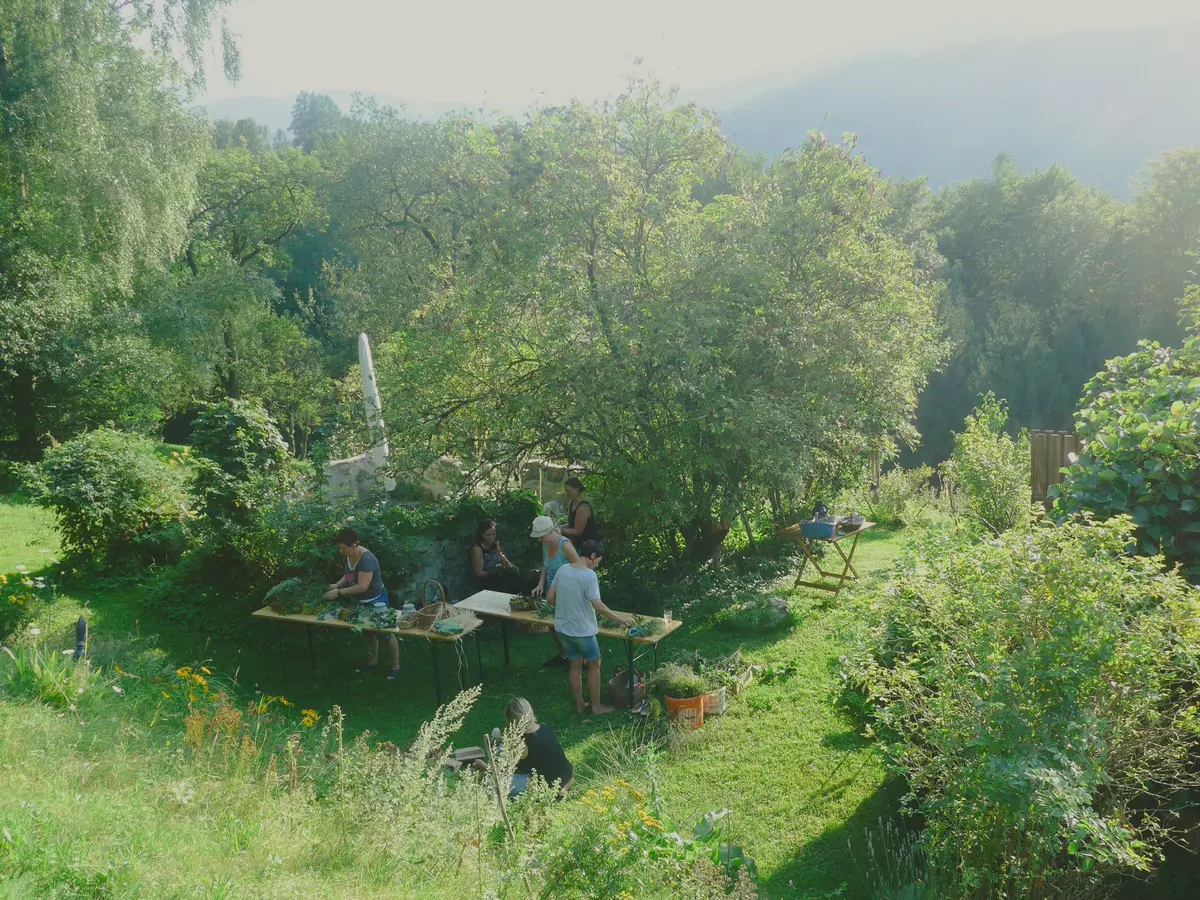 Guide mit Teilnehmenden im hohen Gras einer Kräuterwiese