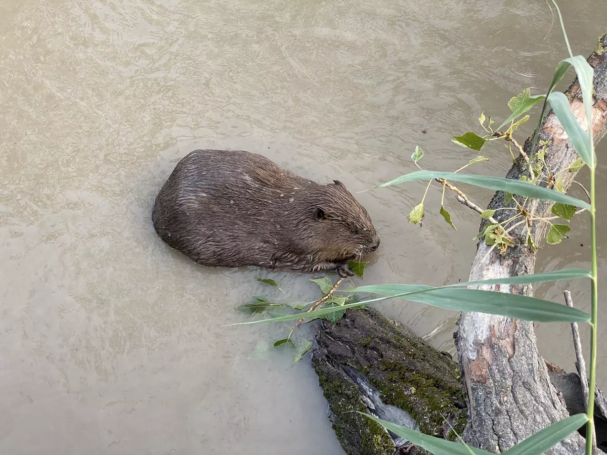 Biber von oben betrachtet im Wasser
