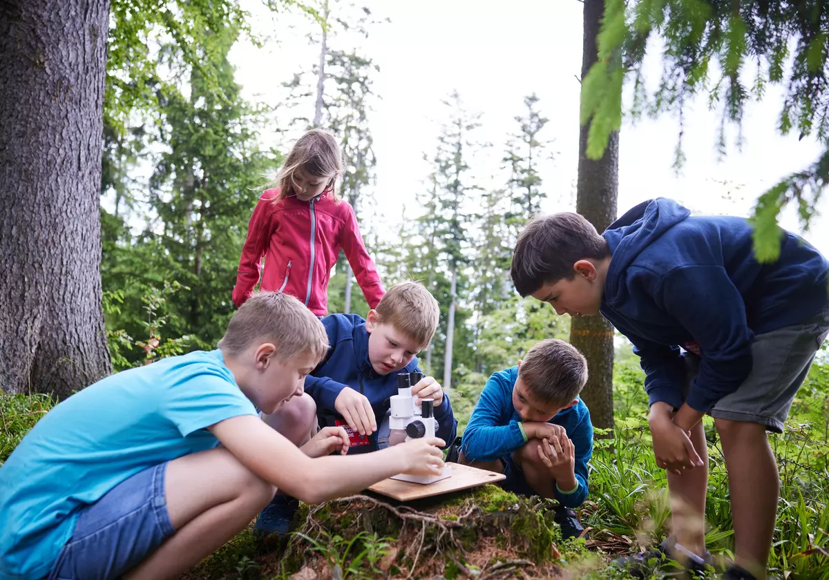 Auf Tauchgang im Waldmeer
