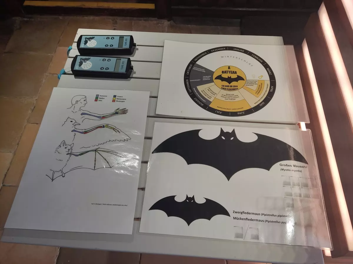 Fledermaus Infografik