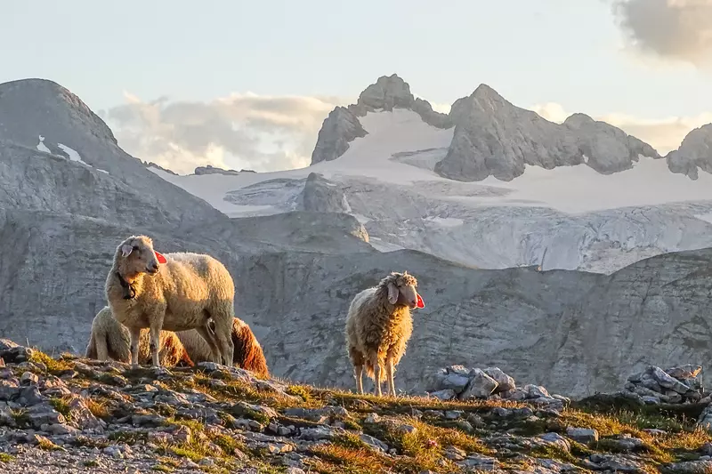 Schafe im Gebirge