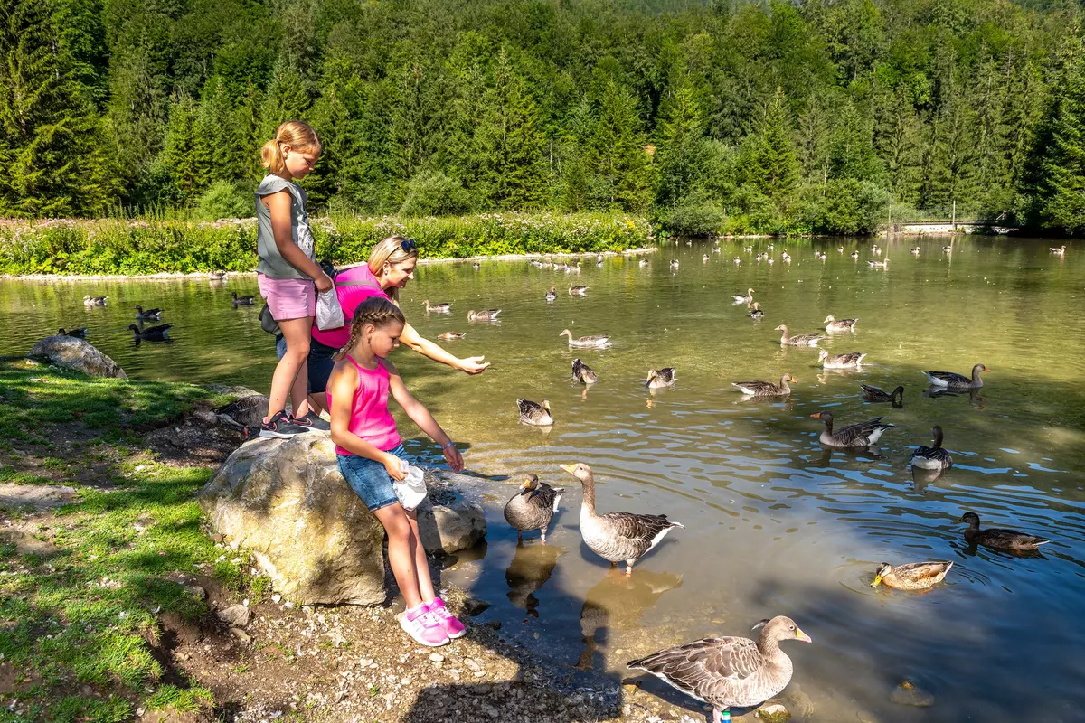 Kinder mit Graugänsen