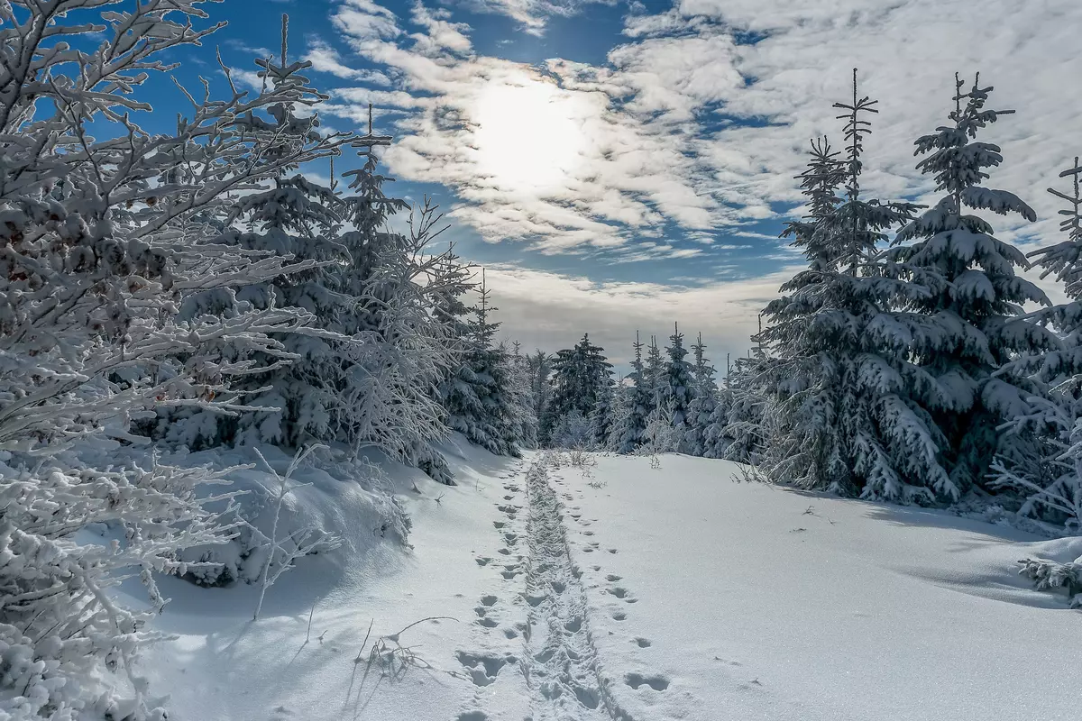 Schneeschuhspur im verschneiten Winterwald