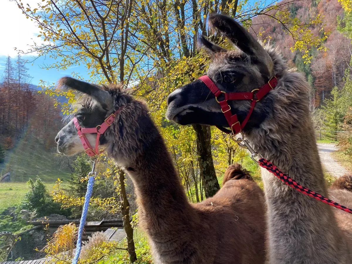 Zwei Lamas blicken in die Ferne