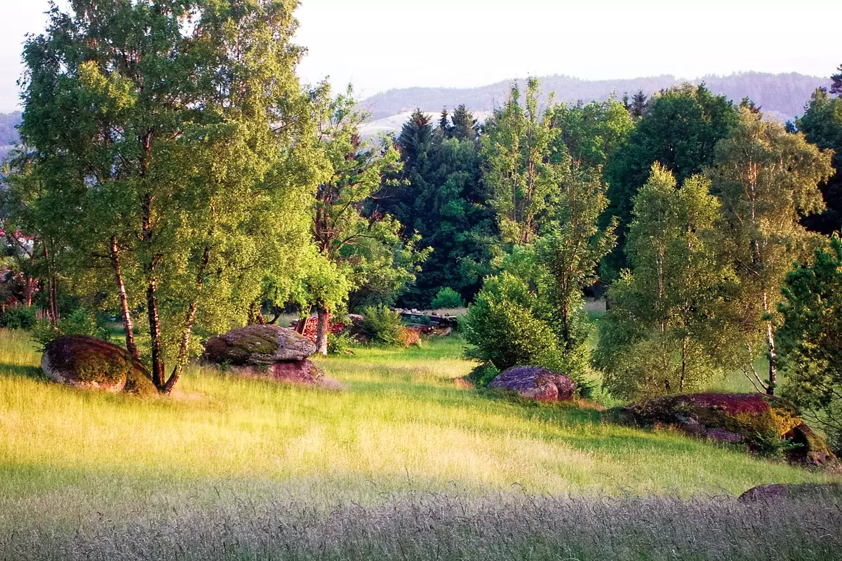 Moorlandschaft mit Birken, Findlingen und Wiese