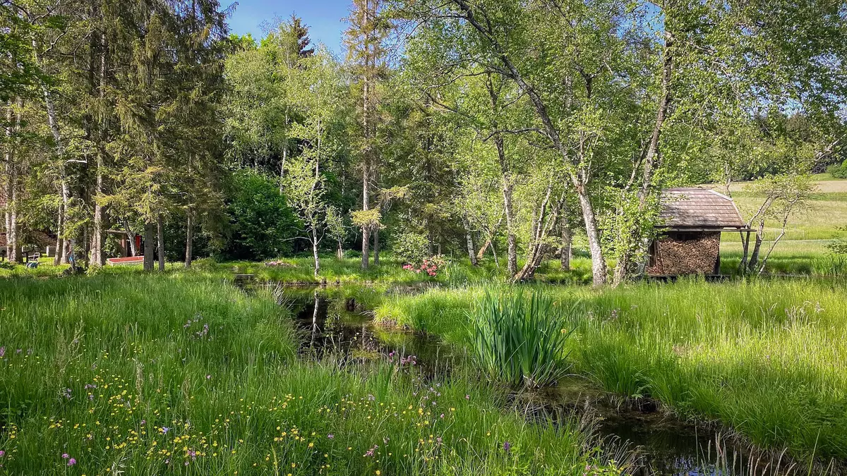 Kleine Holzhütte und Moor mit vielen Blumen neben einer Wiese und einem Wald