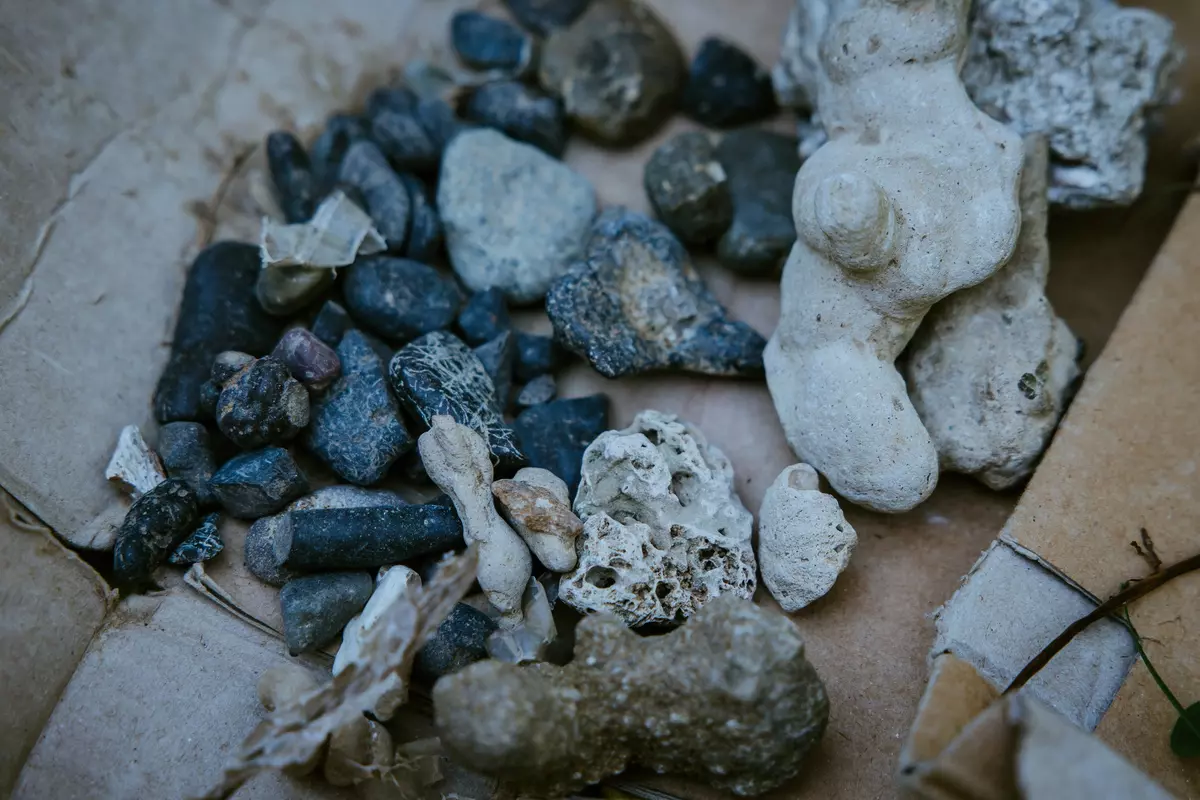 Verschiedene Fossilien und versteinerte Tiere