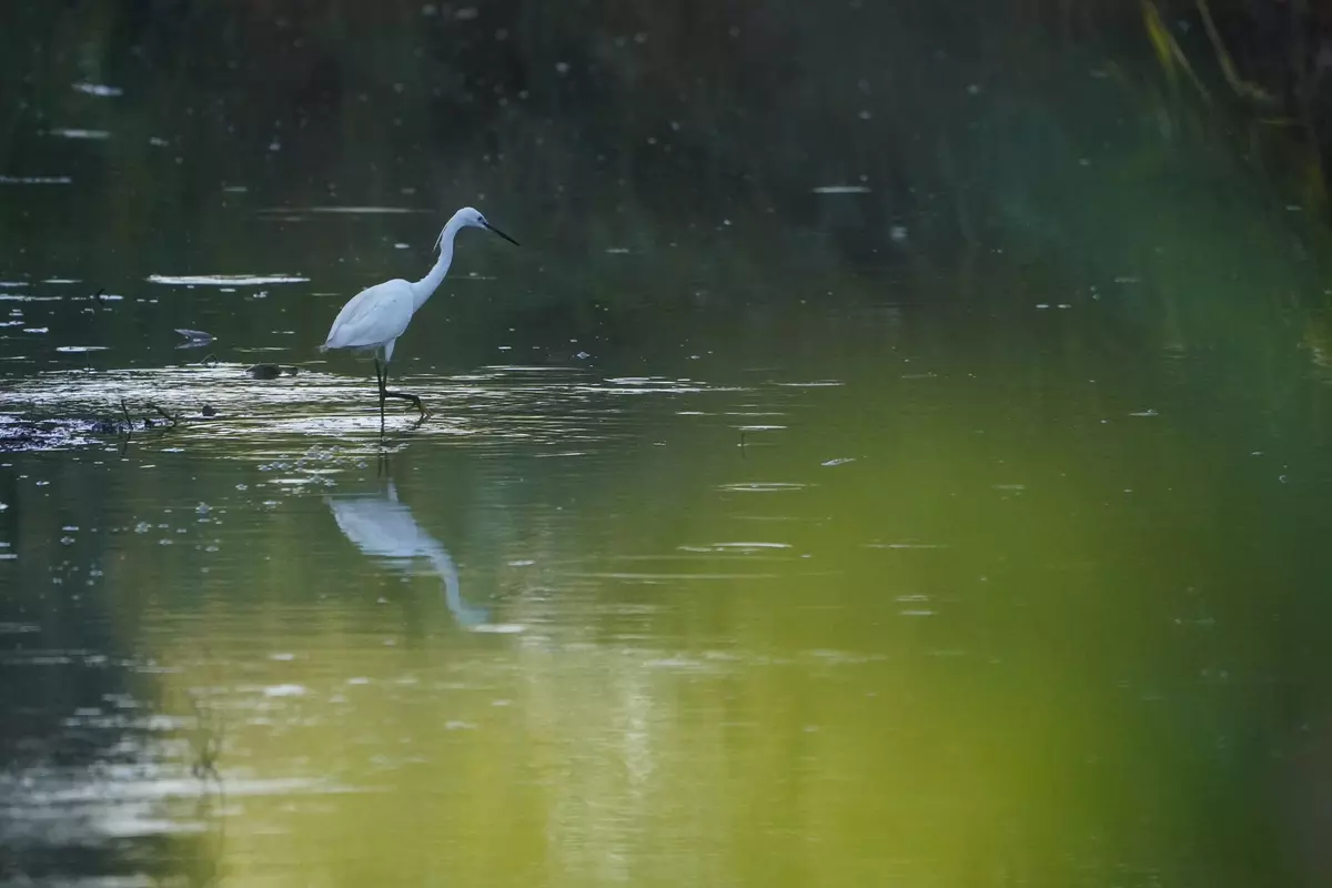 Ein Seidenreiher wandert durch das Wasser